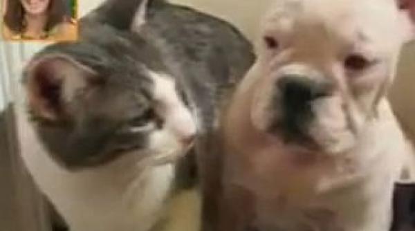 tyson varianta felina in actiune video