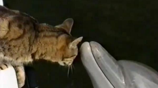 fara limite o pisica iubeste un delfin video