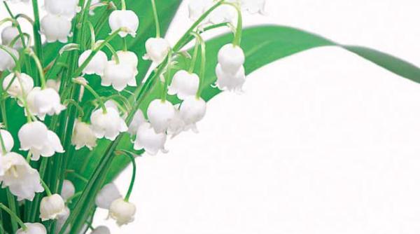 lacramioarele calmeaza migrenele