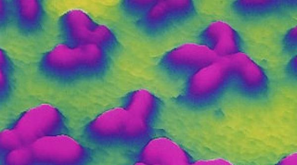 raritate genetica in marea britanie