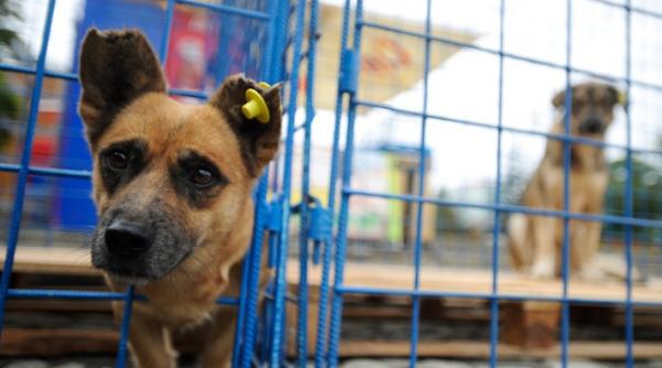 eutanasierea maidanezilor este decisa astazi de parlament