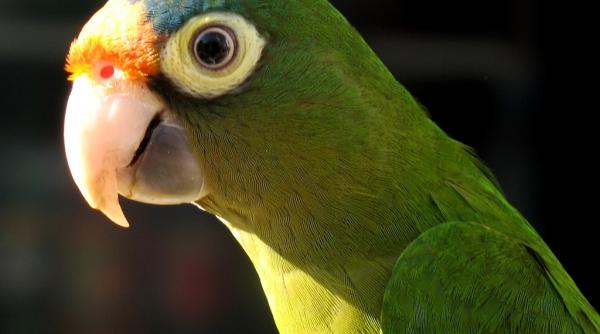 un papagal canta rock de mama focului video