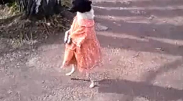 incredibil un caine merge ca oamenii si poarta rochita video
