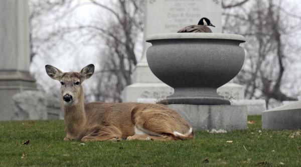 saptamana 9 15 aprilie in imagini 50 de ani de la primul zbor in spatiu