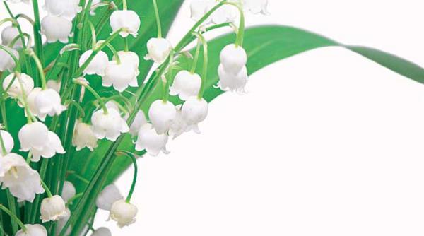 lacramioarele calmeaza migrenele