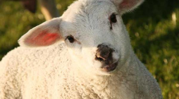 sarbatoarea prin ochi de copil pastele intre inviere si taierea mieilor