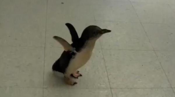 si pinguinii se gadila video