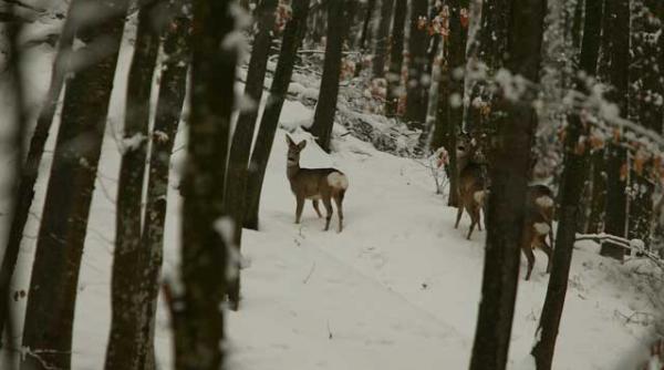 fondurile de vanatoare ultima gaina de aur a romaniei