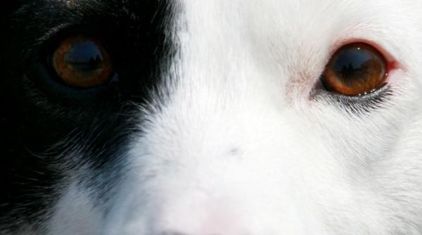 legea care decide soarta maidanezilor amanata