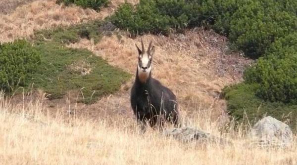 humanoizii fleica si b b distrug bucegii