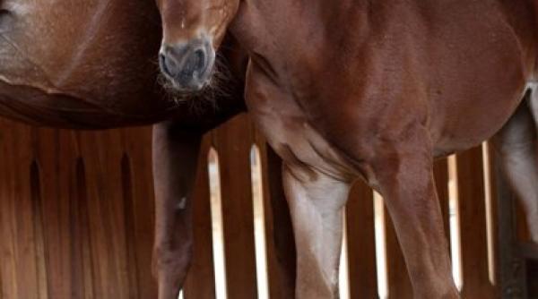 ingrijirea cailor hobby si responsabilitate