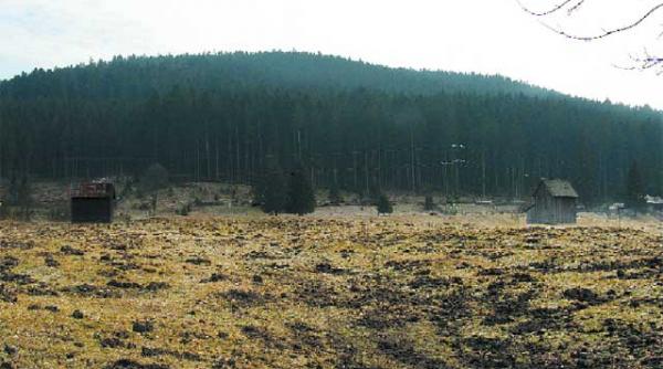 stabii sucevei au pus ochii pe padurea gemenea
