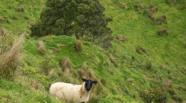 biosecuritatea stat in stat in noua zeelanda