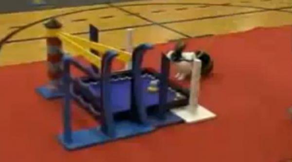 curse cu obstacole pentru iepuri video