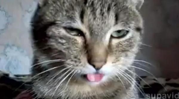 un pisic scoate limba la stapani si uita s o mai bage inapoi video