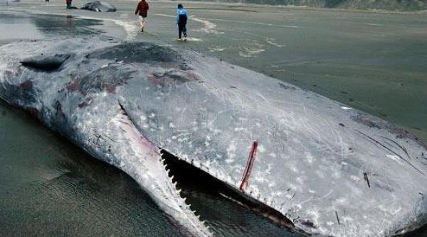 casalot de 12 tone esuat pe o plaja din australia