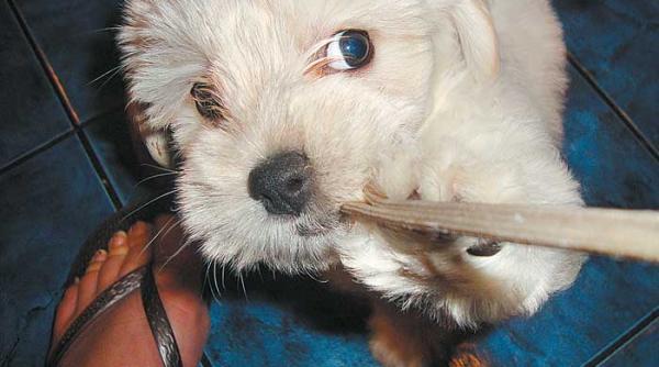 ghemotocii care ne curata de pete