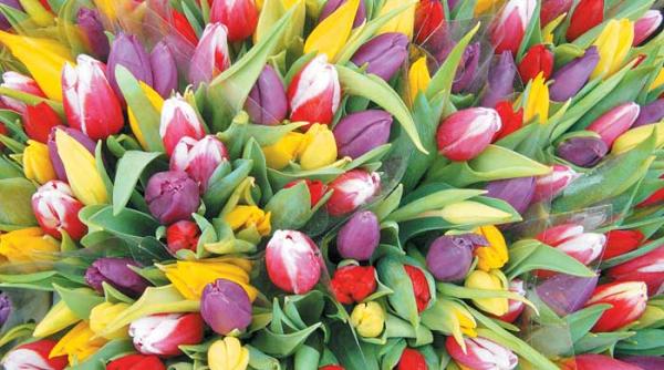 piata plutitoare de culori