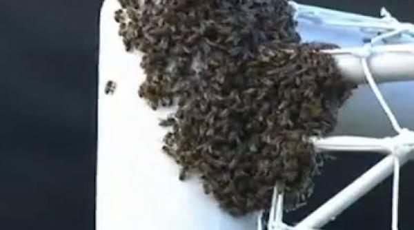 cuib de albine la vinclul unei porti de fotbal