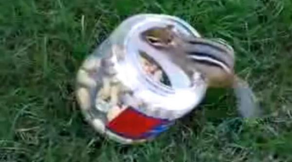 veverita houdini ba e ba nu e video