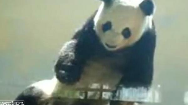 un urs panda danseaza hip hop la zoo video