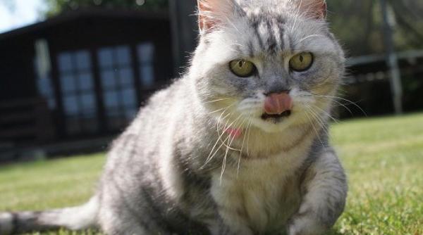 smokey cea mai torcatoare pisica din lume video