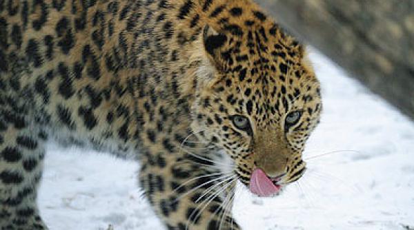 un copil de 7 ani a fost ranit de un leopard la gradina zoologica