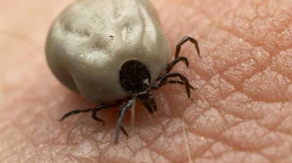 capusele ies la atac bacterii virusuri transmise prin muscaturi de insecte