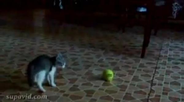 pisica alien sau scary cat movie video