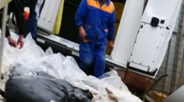 eu sunt un caine maidanez si ma cheama nuami