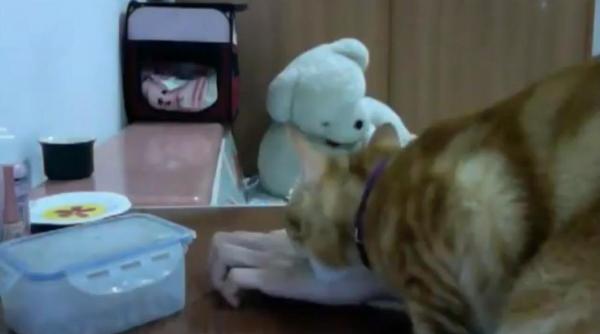 o pisica insistenta isi obliga stapanul sa i dea de mancare video