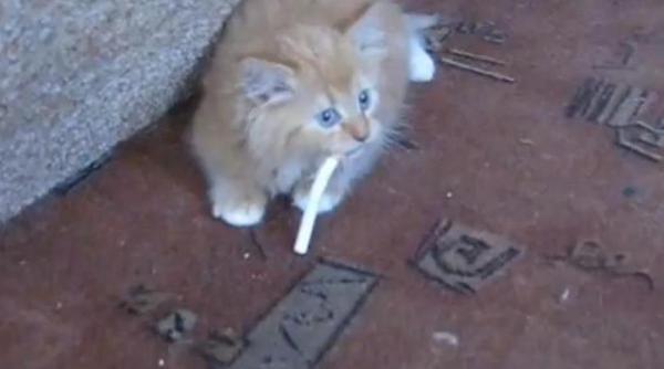 greu sa te lasi de fumat mai ales cand esti pisica video