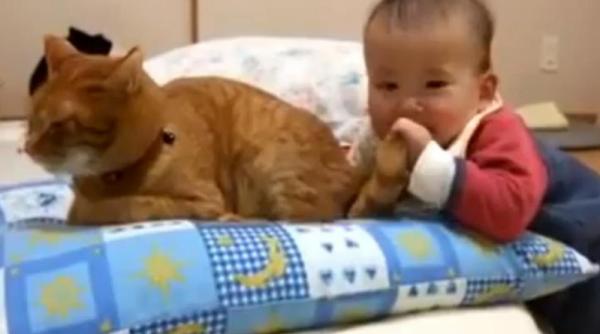 cand n ai suzeta e buna si coada de pisica video