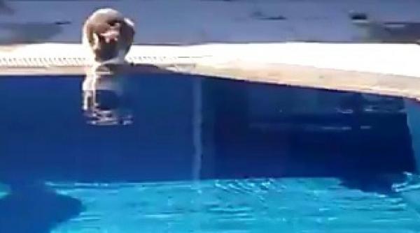 joc de societate sperie pisica