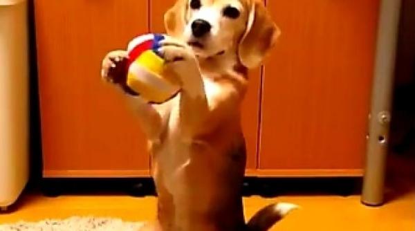 prinde mingea un catel ia in serios expresia