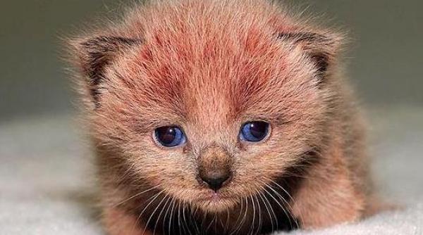 pantera roz pisoiul cu blanita colorata din cauza unui pigment