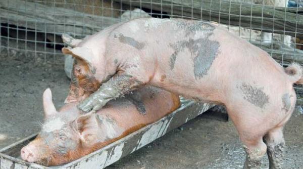 balacelile in noroi asigura o viata de lux pentru porci