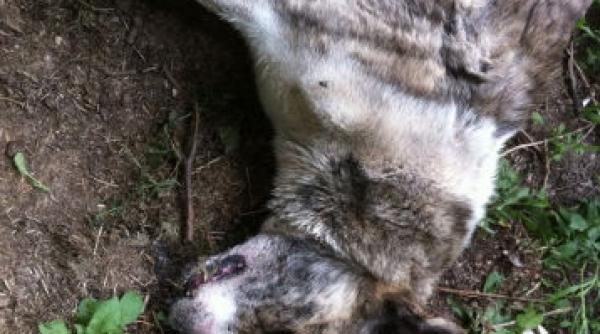 macel la rosu zeci de caini otraviti la marginea padurii