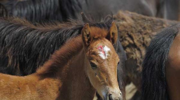 apel pentru caii de la letea oana pellea daca nu puteti gandi frumos ganditi urat dar ganditi