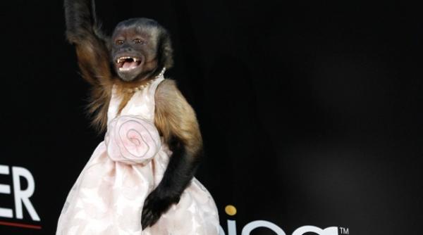 crystal maimuta care a furat premiera the hangover 2