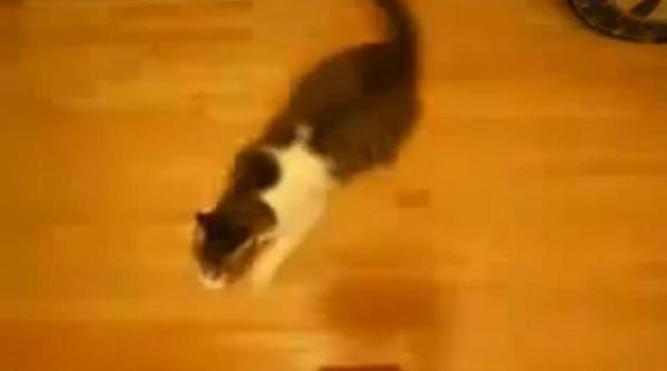 fast and furious 6 feline in actiune video