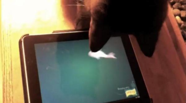 ipad pentru feline de casa sau cum sa te joci cu pisica hi tech video