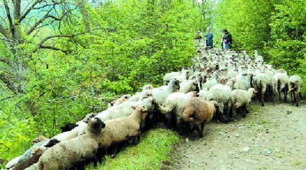 de la varlaam cetire spre degustare