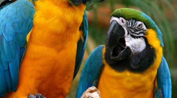 papagalii cad din cer