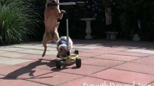 un catel plimba o pisica pe trotineta