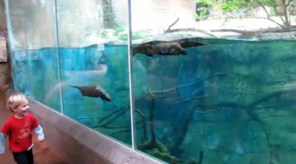 o vidra jucausa se distreaza pe seama unui baietel la zoo video