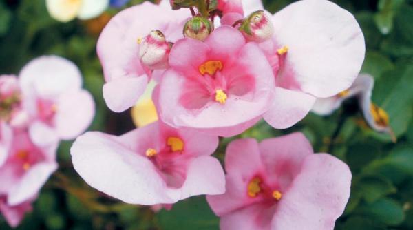 din secretele reintineririi