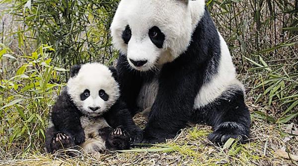 pericolul extinctiei speciilor este real dar in alt ritm