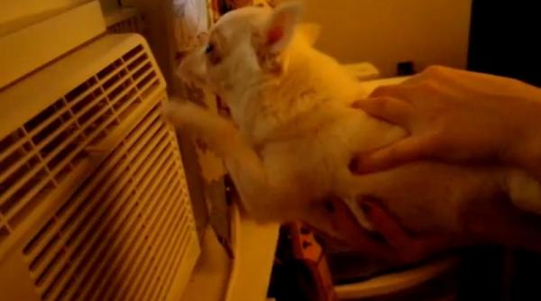 un chihuahua inoata in aer video