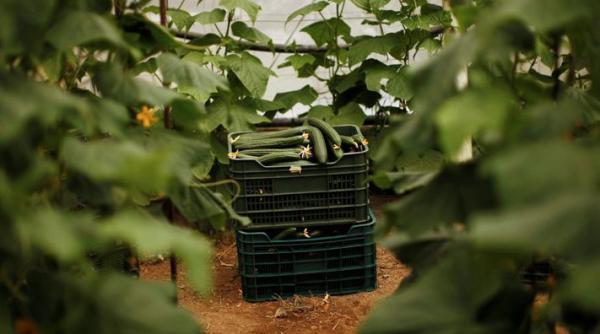 agricultura spaniola lovita catastrofal de bacteria de e coli